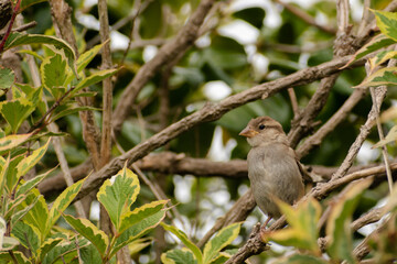 House Sparrow sitting on a tree branch