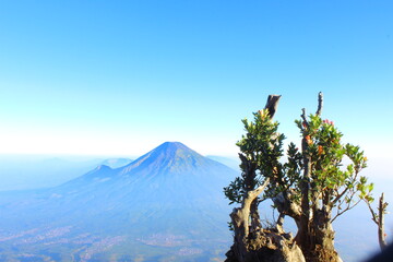 tree in the mountains