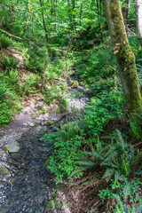 Fototapeta premium Park Trail Stream