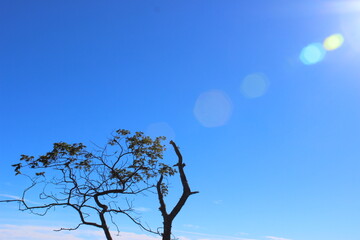 tree and sky