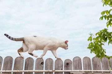 Beautiful white cat walking on wooden fence under the blue summer sky