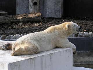 A polar bear in a zoo