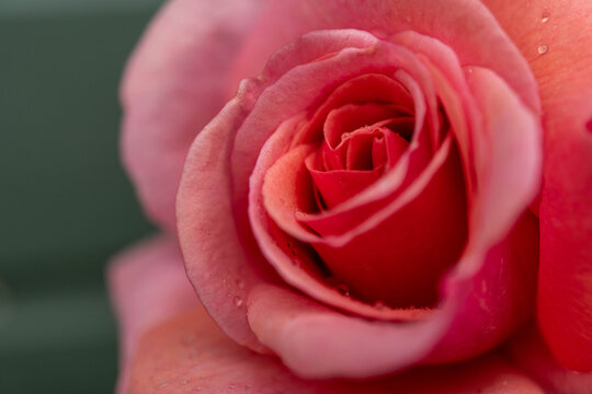 Macro image of beautiful blooming dusky pink rose with water drops on the petals