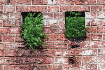 An old brick wall with overgrown windows, Nowy Dwór Mazowiecki, Poland