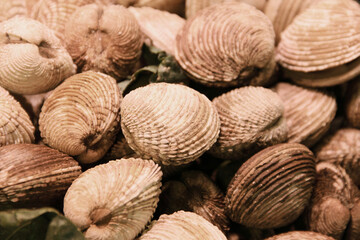 Сlams vongole seashells background