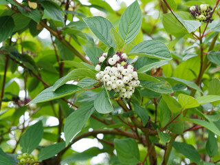 (Cornus alba) Gros plan sur grappes de baies blanc pur et rondes, du cornouiller blanc au bout de rameaux rouge foncé au feuillage ondulé, nervuré et verdâtre