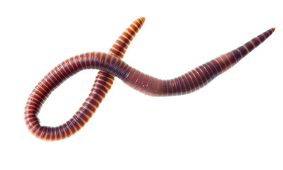 Earthworm on a white background.