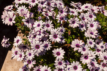 colorful spring flowers against a blurred background. Spring blooming tree with green leaves