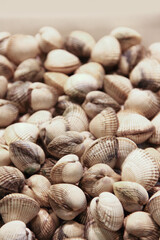 Сlams vongole seashells background