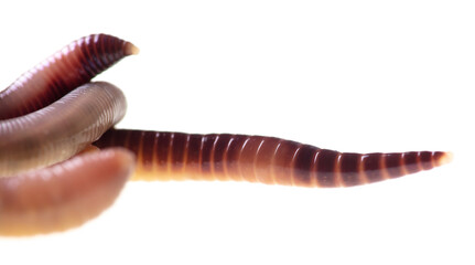 Earthworm on a white background.