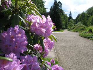 Rhododendron im Park