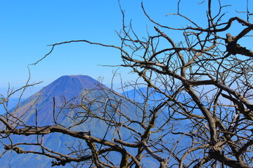 tree branches against blue sky