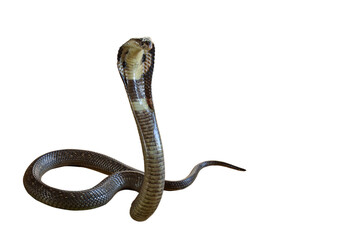 Naklejka premium The Beautiful black Cobra snake on white background have path