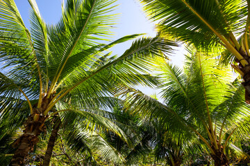 Fototapeta premium Large green branches on coconut trees against the sky