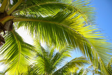 Large green branches on coconut trees against the sky