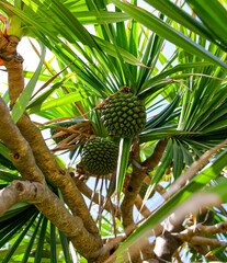 Jack fruit grows on a tree.