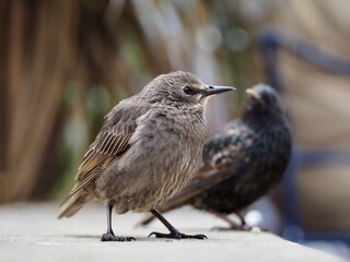 Young Starling 