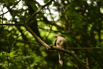 Front side shot of a spotted dove  (Spilopelia chinensis) perching on a tree branch in its natural habitat