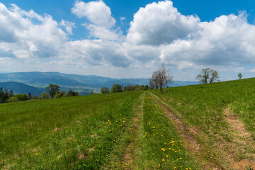 Mountain meadow with few trees on Bahenec in Slezske Beskydy mountains wirth Moravskoslezske Beskydy mountains on the background in Czech republic