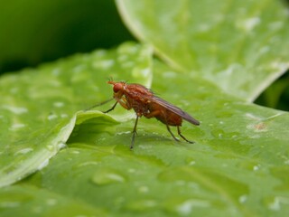 a small beetle on a leaf and raindrops