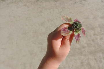  fading flower in a child's hand