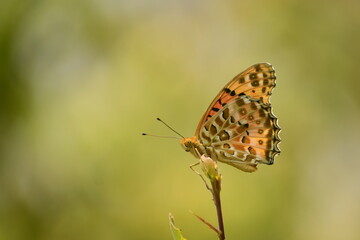 Close up shot of a argynnis hyperbius butterfly