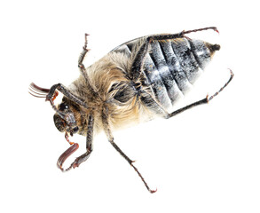 Beetle on a white background.