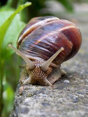 a large snail on the trail