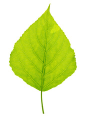 Green leaf from a tree on a white background.