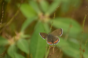 photo of heliophorus sena butterfly resting in nature