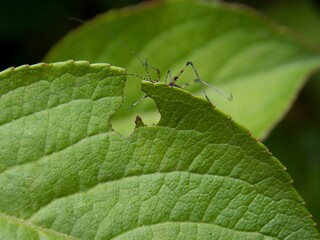 a hole in the heart-shaped leaf