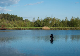 Fototapeta na wymiar Fly Fisherman angler standing in calm water of forest lake, fish pond Kunraticky rybnik with birch and spruce trees growing along the shore and clear blue sky. Nature fishing background. Springtime
