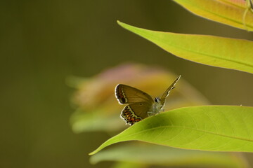 heliophorus sena butterfly sitting on green leaf.