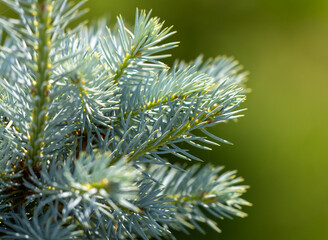 Green coniferous tree branch in the park