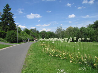 B&auml;rlauch im Kurpark Bad Wildungen