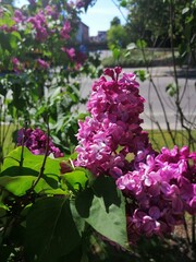 Lilas