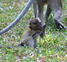 Cute baby macaque eating grass in a park