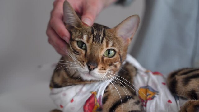 Bengal cat in a medical bandage on a dressing table in a veterinary clinic after sterilization