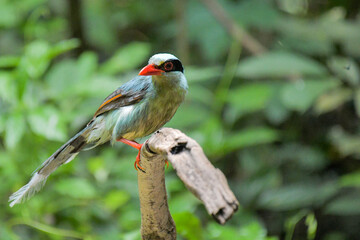 Common green magpie bird Rain forest birds come to shower.