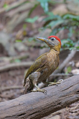 Streak-breasted Woodpecker standing on a dead tree for food.