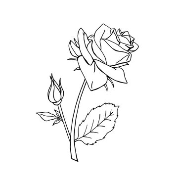 Hand drawn black and white rose flower. Floral design element. Isolated on white background. Vector illustration.