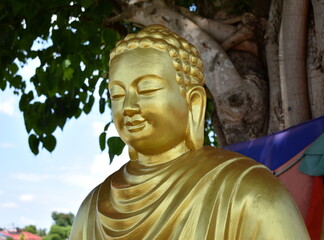 Golden Buddha statue meditating under a tree