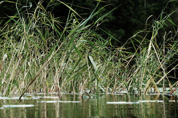 Plants, above the water surface, side view. In the summer on the river. Greenery of the plants on the blurred background of the green bank of the river.
