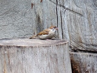 a little sparrow on a stump