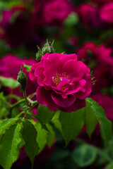 pink rose bush