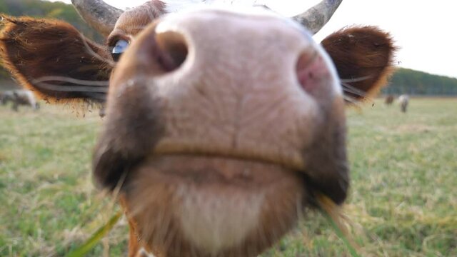 Curious cow looking into camera and sniffing it. Cute friendly animal grazing in meadow showing curiosity. Cattle on pasture. Farming concept. Slow motion Close up