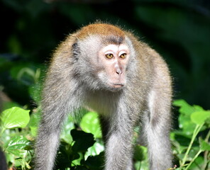 Aggressive macaque monkey looking at another monkey in the jungle
