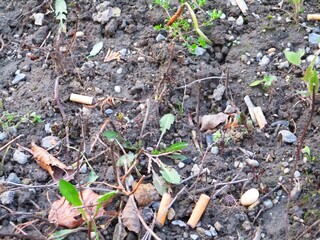 Zigarettenstummel im Beet