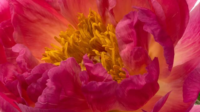 Beautiful pink Peony background. Blooming peony flower open, time lapse, close-up. Wedding backdrop, Valentine's Day concept.