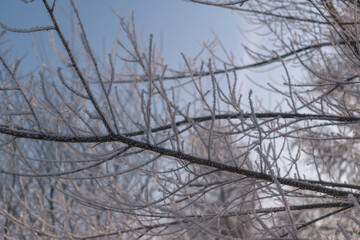 Branches covered with snowy hoarfrost. Thick bushes with white ice floes. Background is blue sky. Selective focus. New Year holiday concept, christmas.